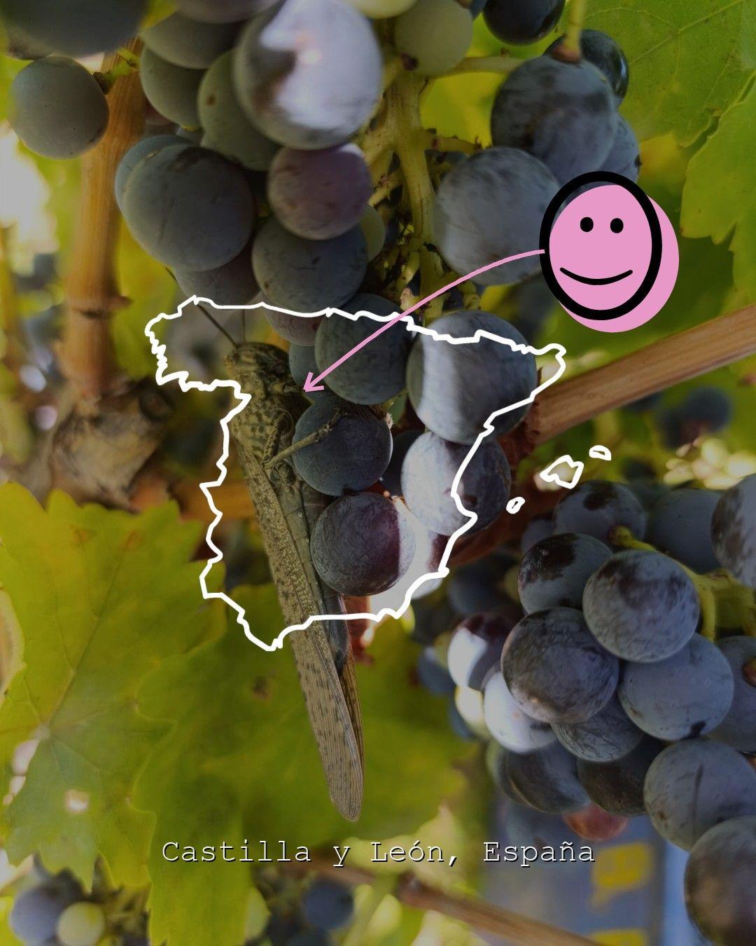 Vingårdslandskap i Castilla y León, foto från Jorge Granado Viticultor
