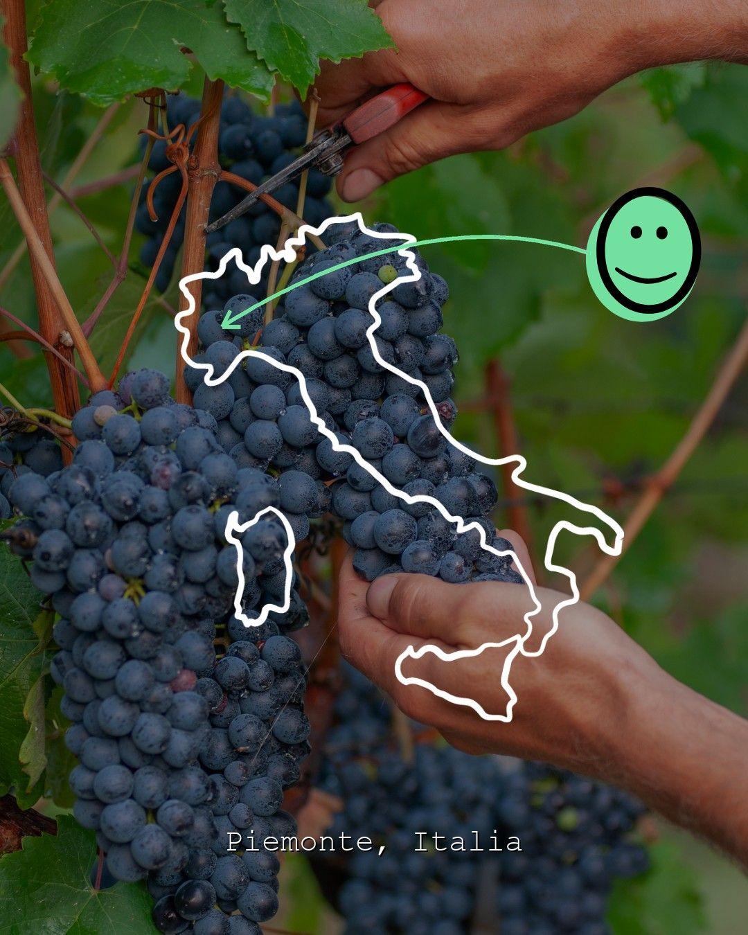 Vineyard landscape in Piemonte, photo from La Collina Degli Amici