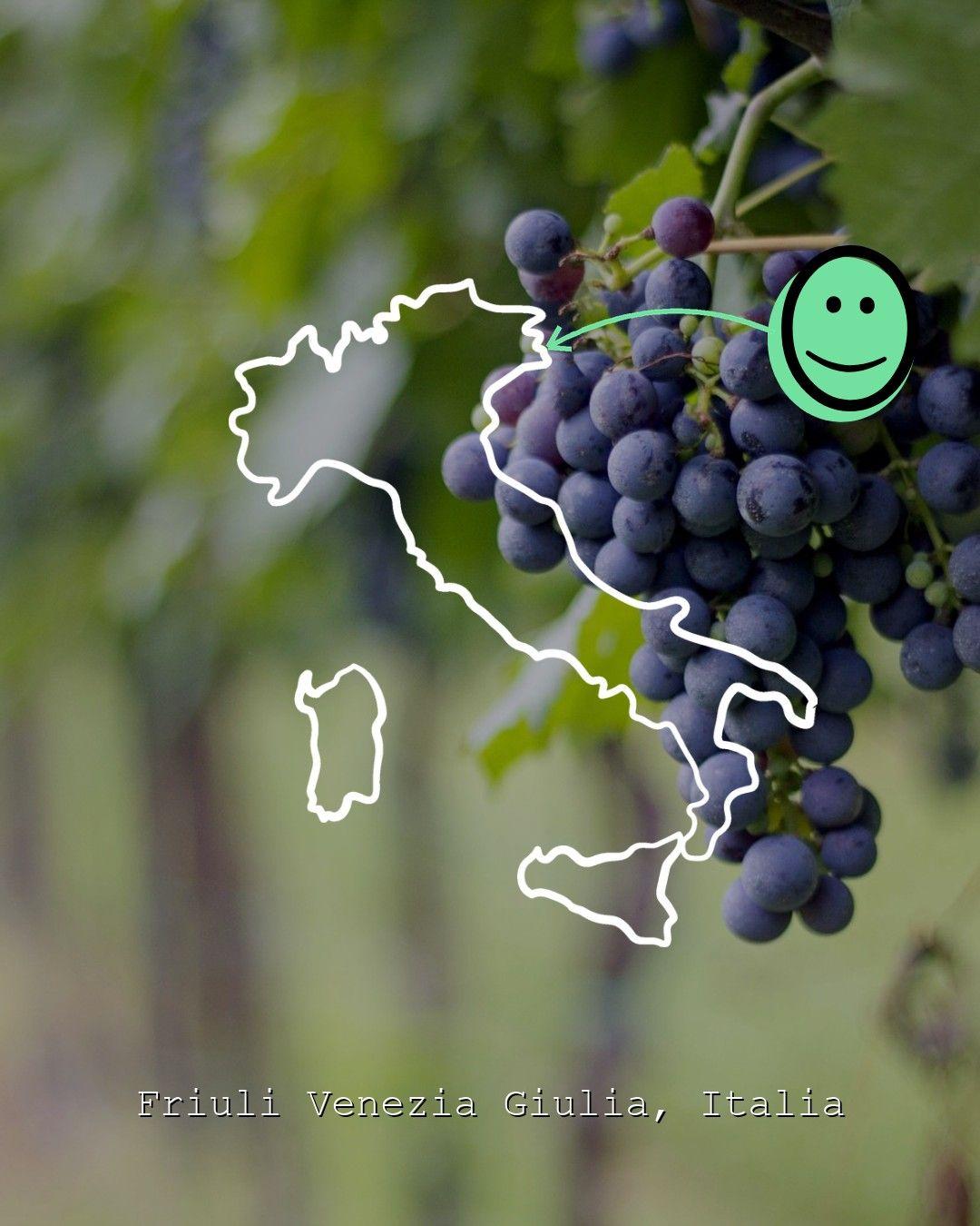 Vingårdslandskap i Friuli Venezia Giulia, foto från Bessich