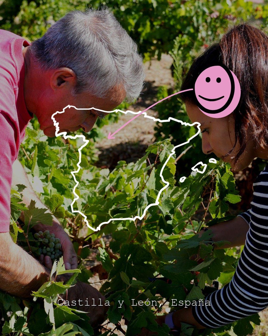 Weinberglandschaft in Castilla y León, Foto von Banzao - Valle del Ancares