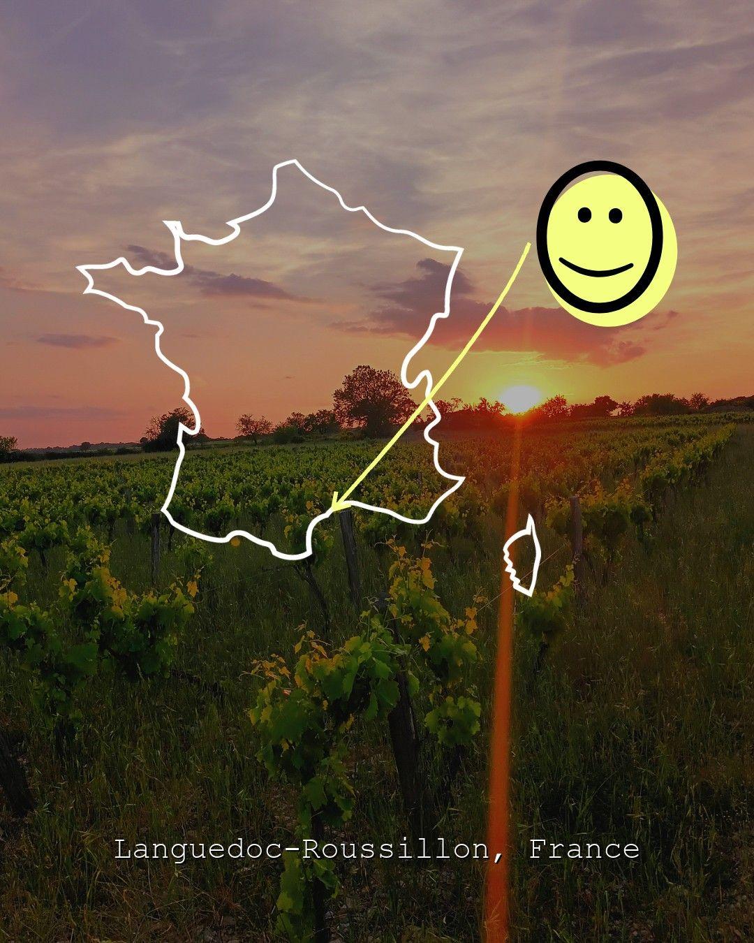 Vingårdslandskap i Languedoc-Roussillon, foto från La Quinte