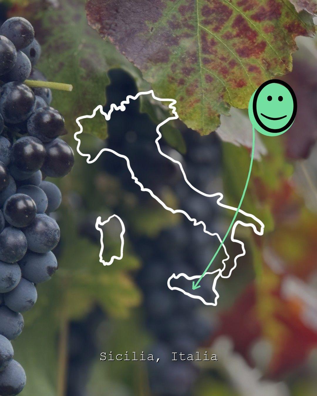 Vineyard landscape in Sicilia, photo from Feudo Vagliasindi