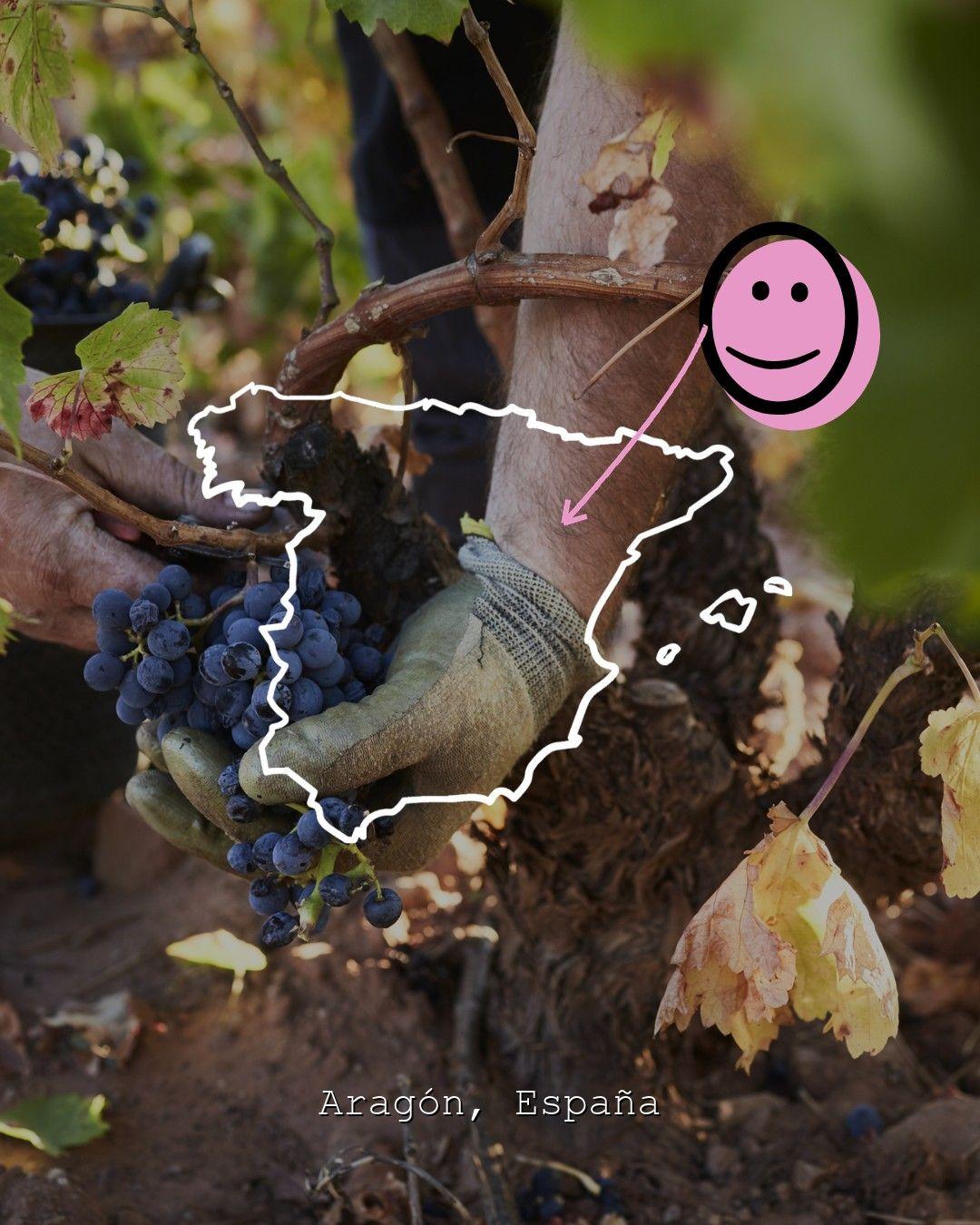 Vineyard landscape in Aragón, photo from Palmeri Sicilia