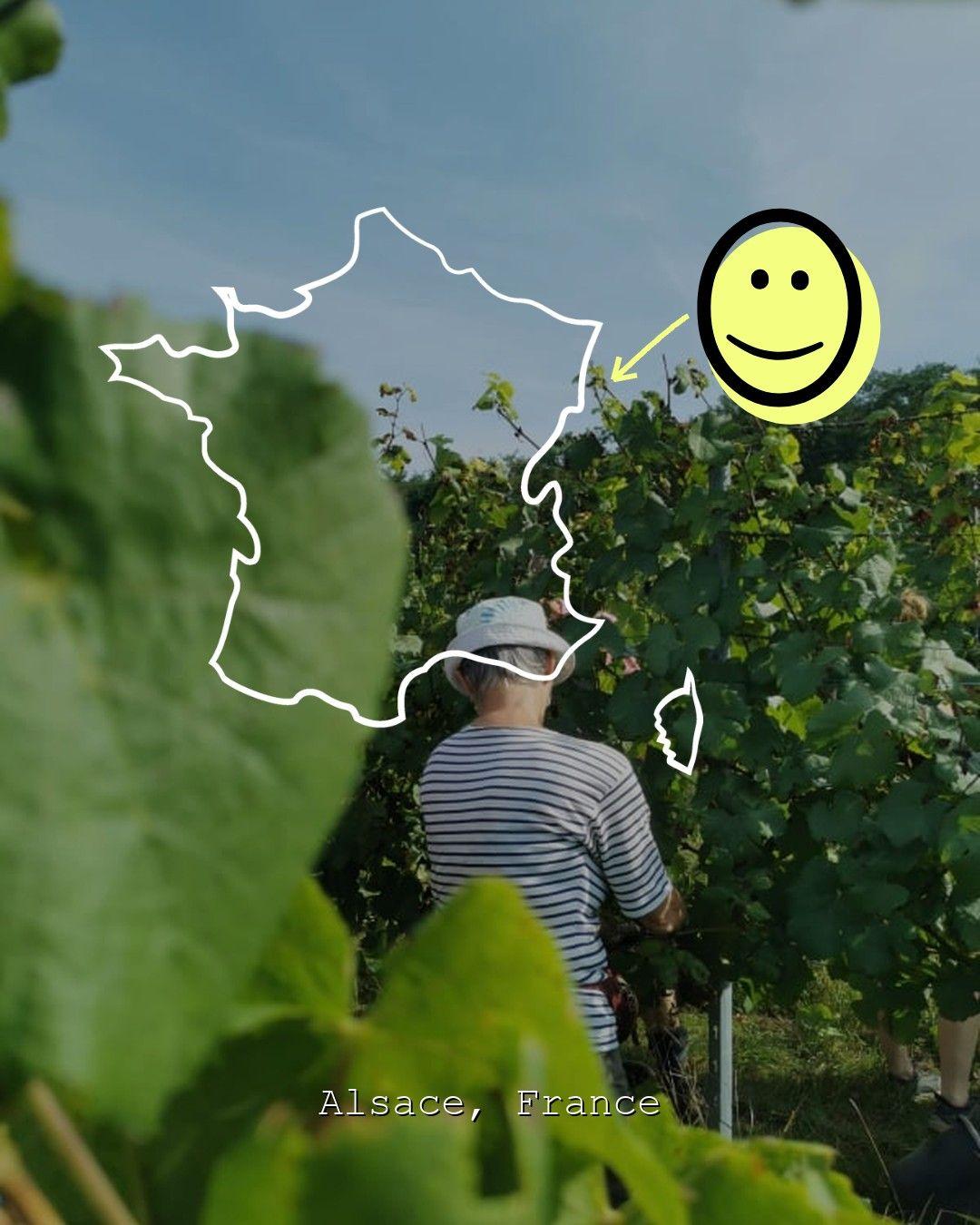 Vineyard landscape in Alsace, photo from Domaine Achillée