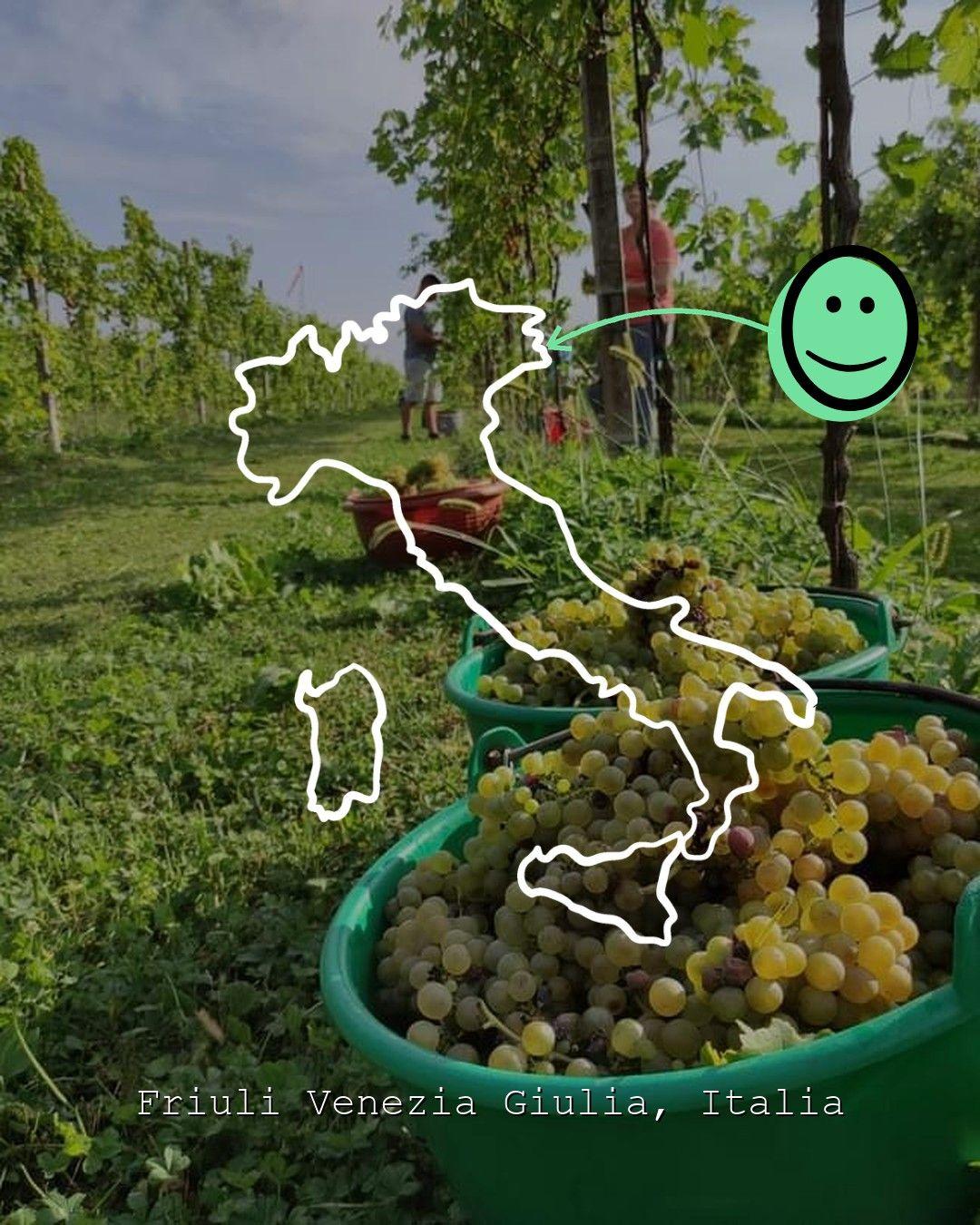 Vingårdslandskap i Friuli Venezia Giulia, foto från Bessich