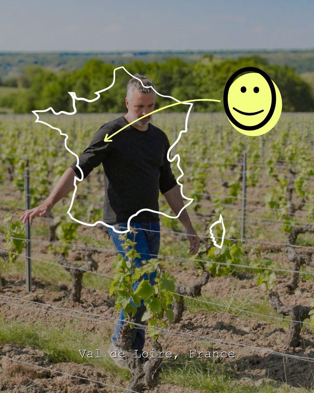 Vingårdslandskap i Val de Loire, foto från Domaine de la Rochette