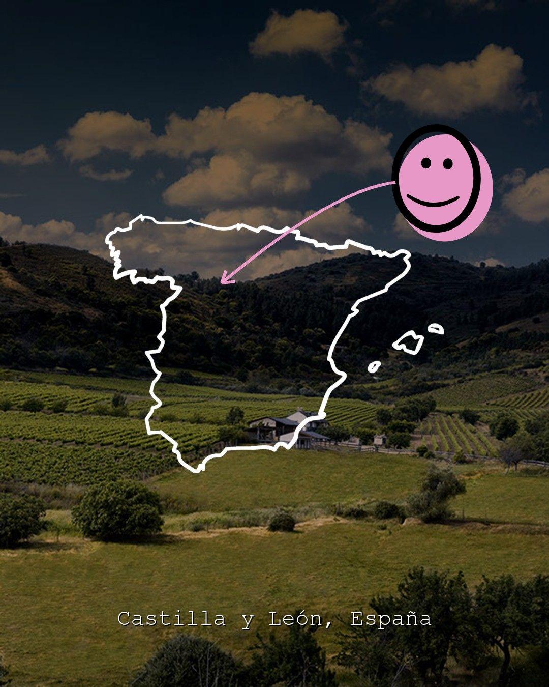 Weinberglandschaft in Castilla y León, Foto von Luna Beberide Paixar