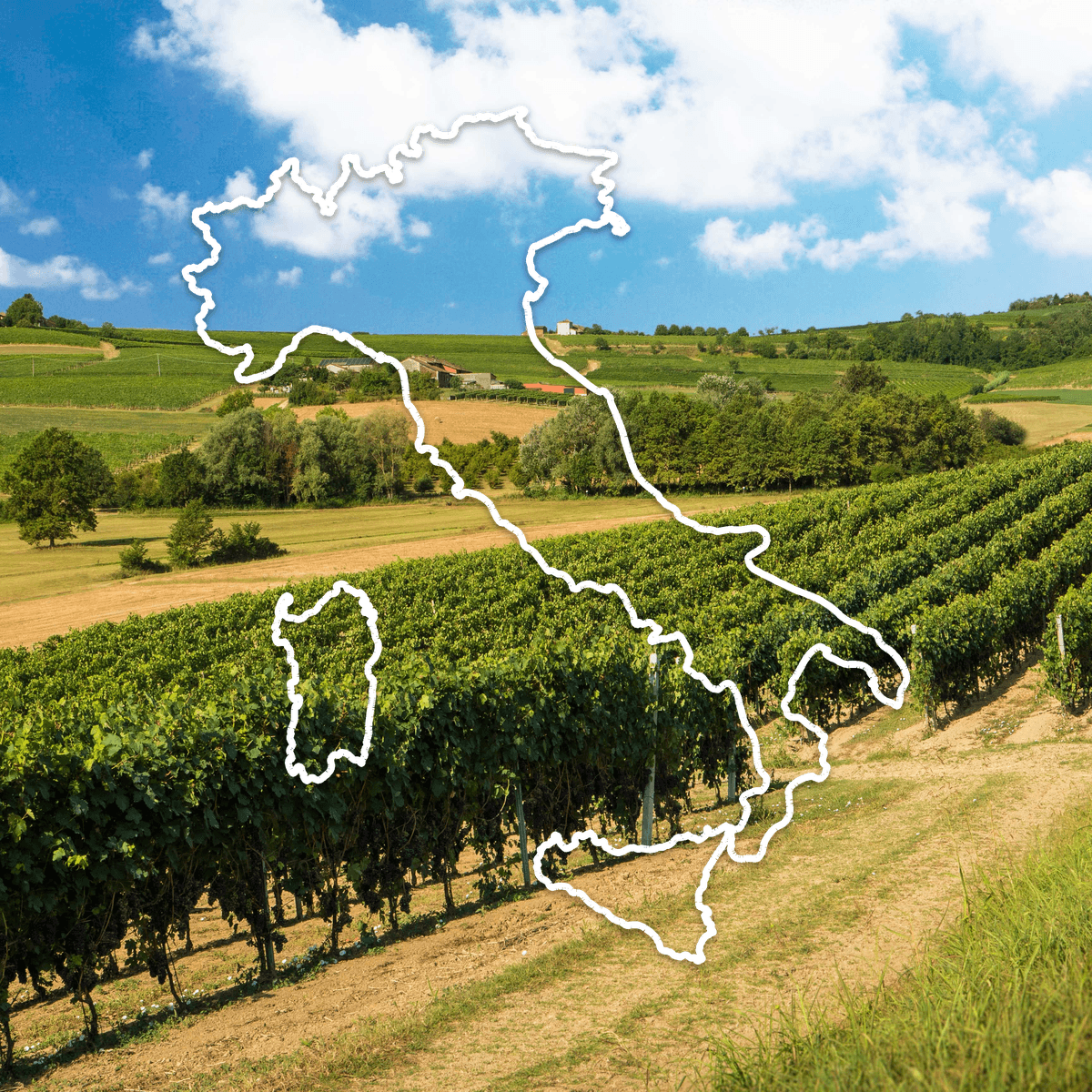 Vineyard rows on rolling hills in Italy