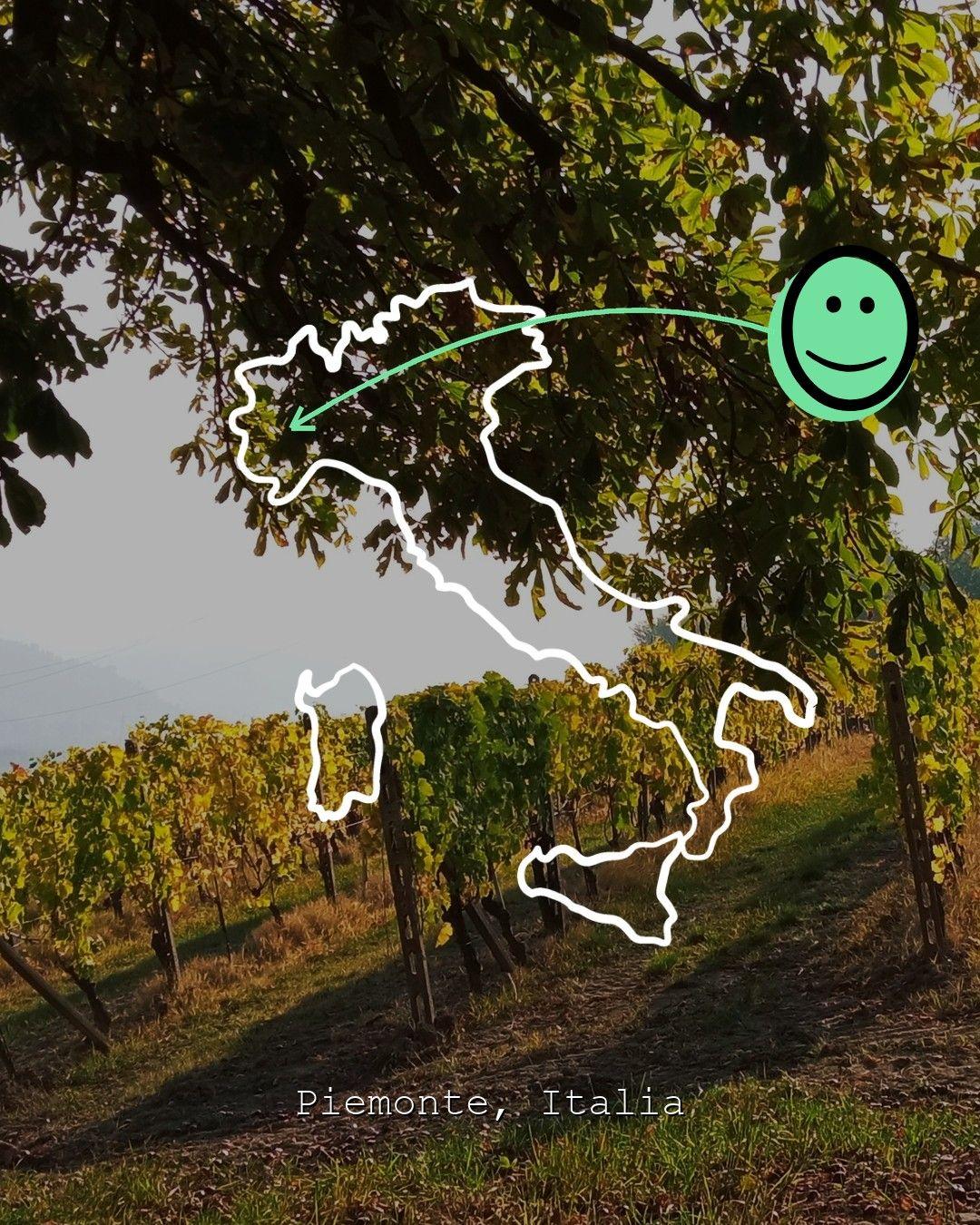 Vingårdslandskap i Piemonte, foto från Cascina Perfumo