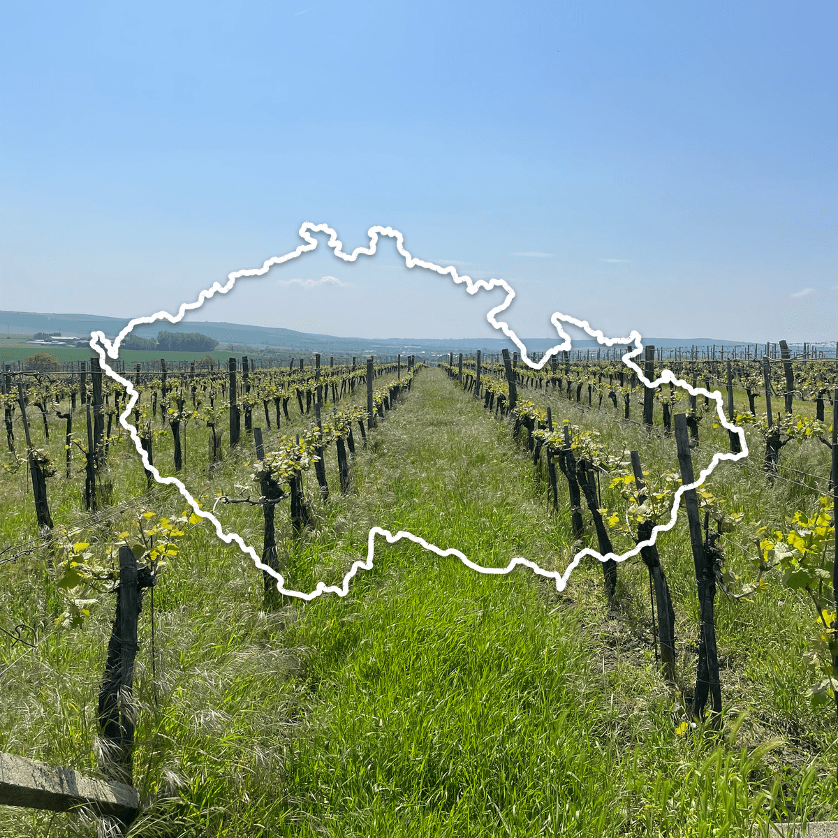 Vineyard in early spring under a clear sky, with the outline of the Czech Republic