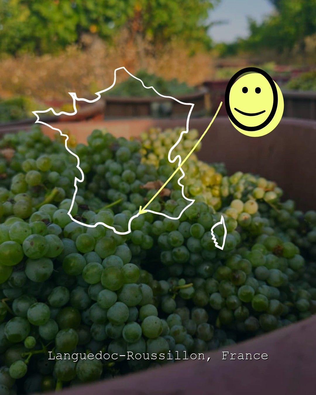 Vingårdslandskap i Languedoc-Roussillon, foto från Alchimie de nos garrigues