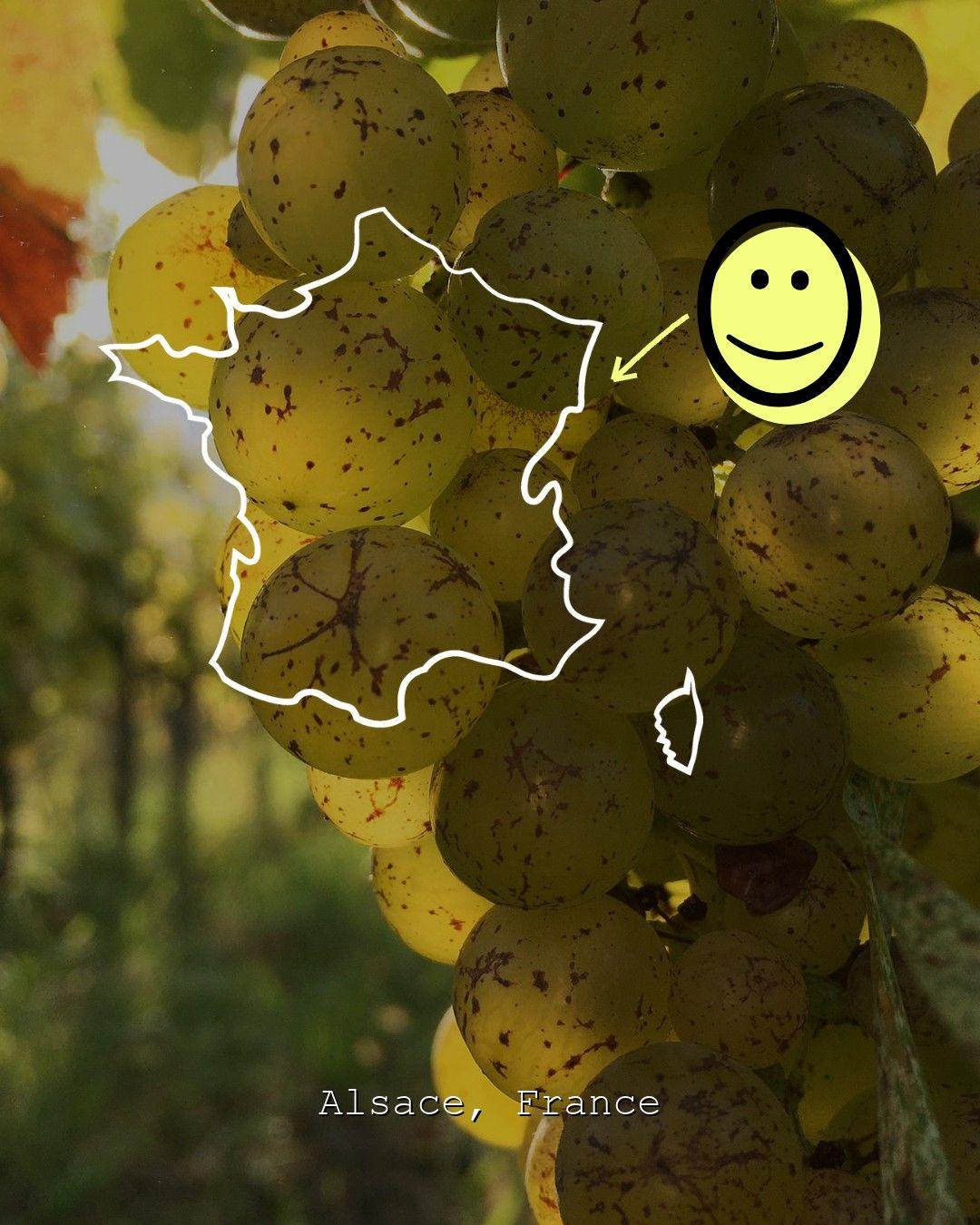Vingårdslandskap i Alsace, foto från Domaine Achillée