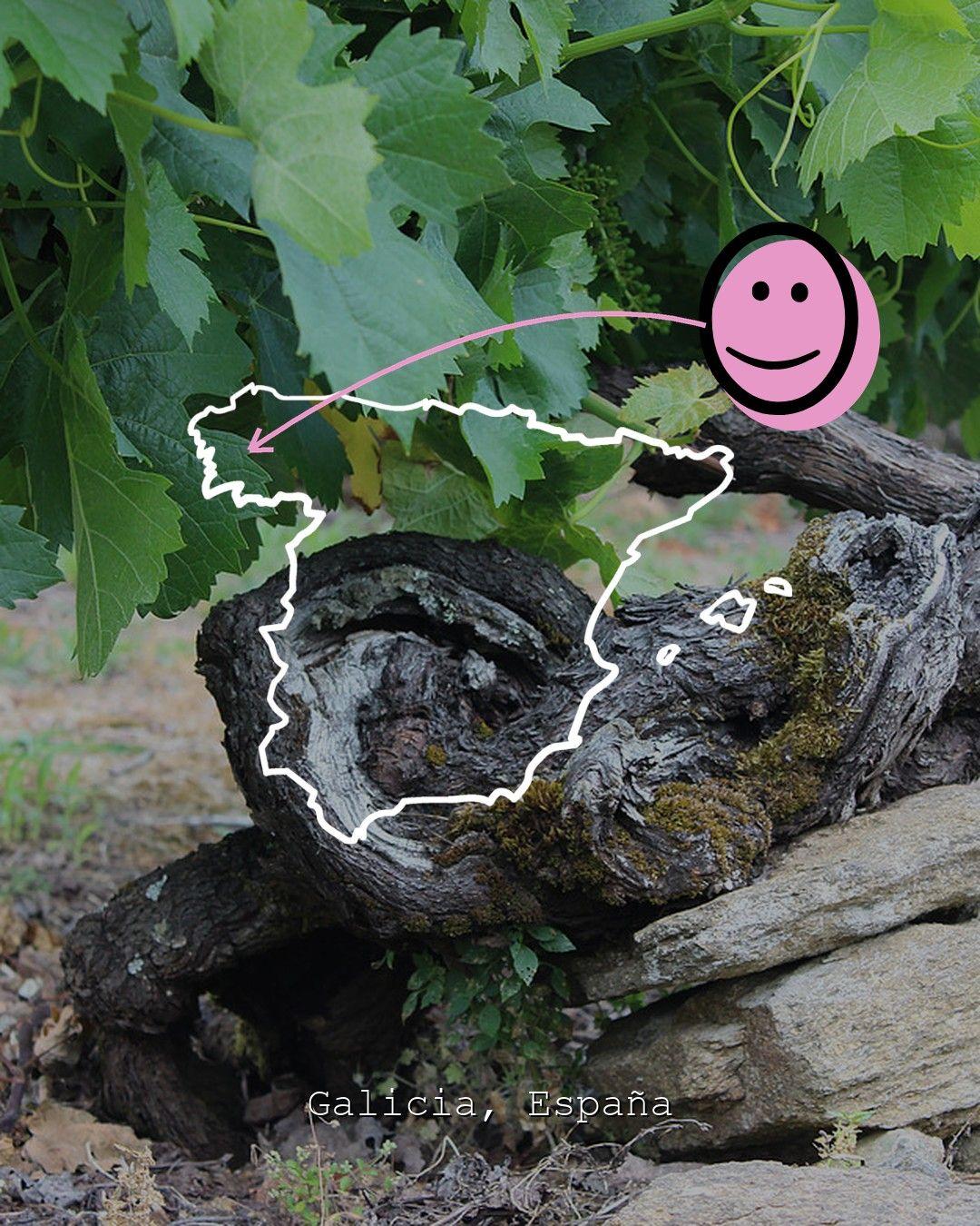 Vingårdslandskap i Galicia, foto från Atlantic Galician Wineries