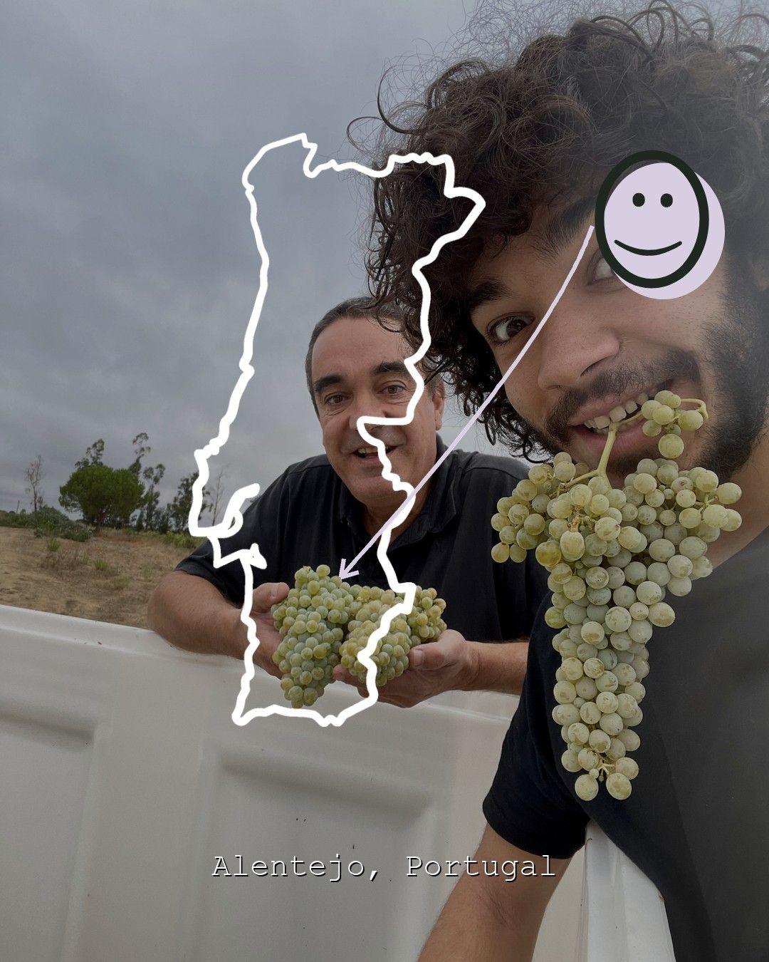 Vingårdslandskap i Alentejo, foto från Amoreira da Torre - Paulo Sendin