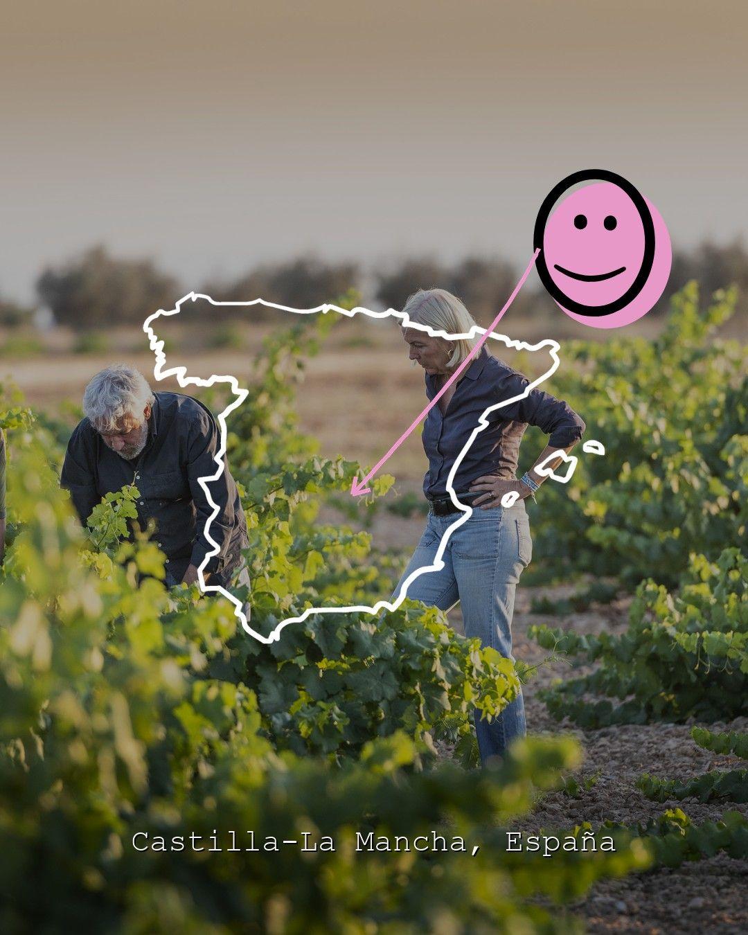 Vingårdslandskap i Castilla-La Mancha, foto från Bodegas Más Que Vinos