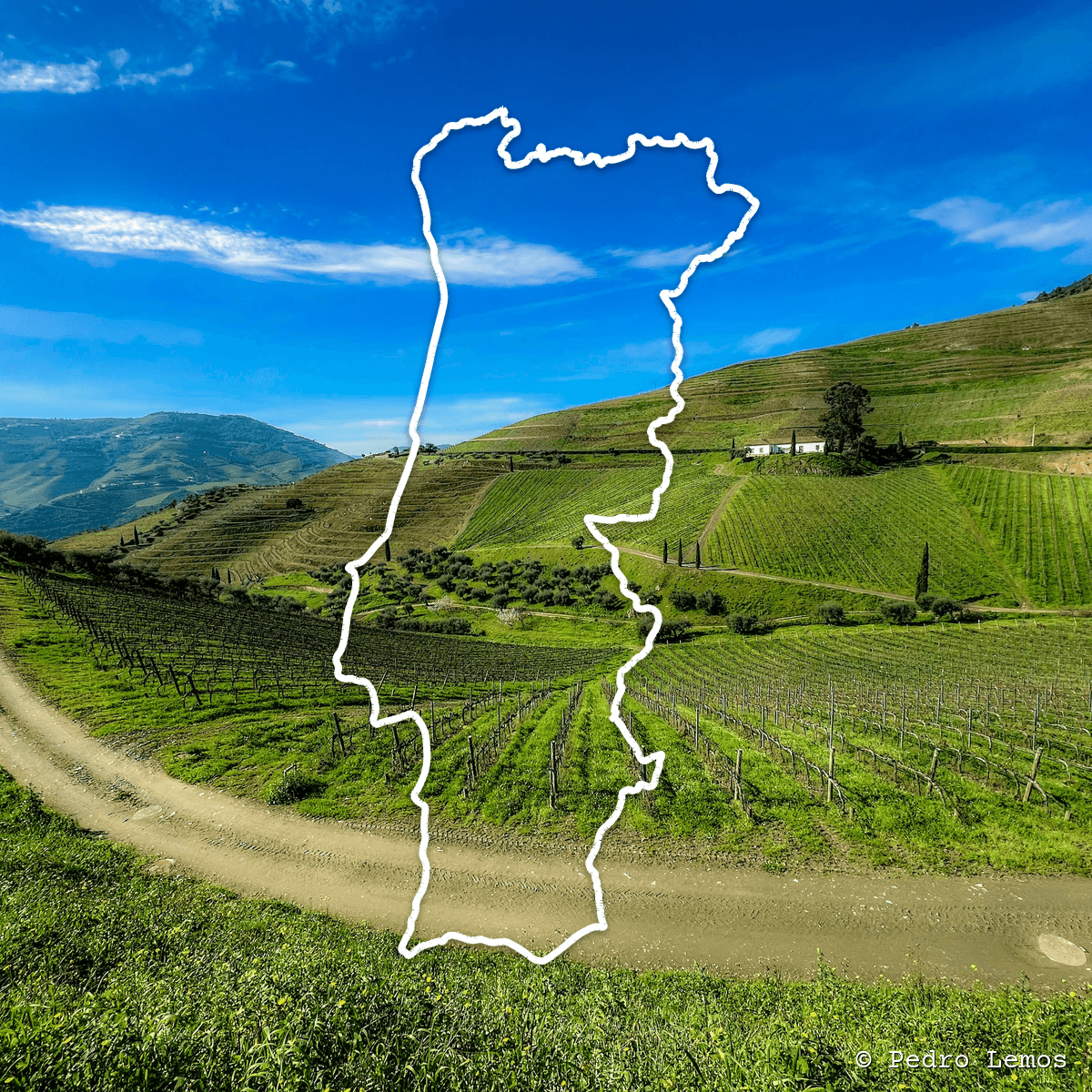 Terrasserade vinrankor i sluttningarna i Douro-dalen, Portugal