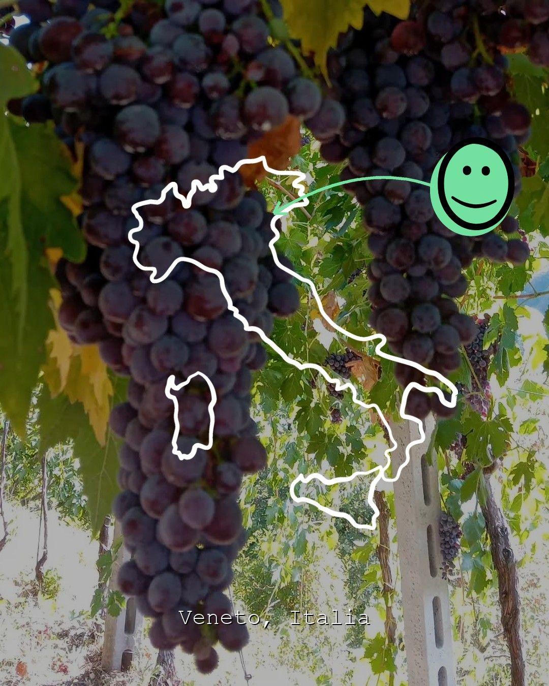 Vingårdslandskap i Veneto, foto från Contràmalini