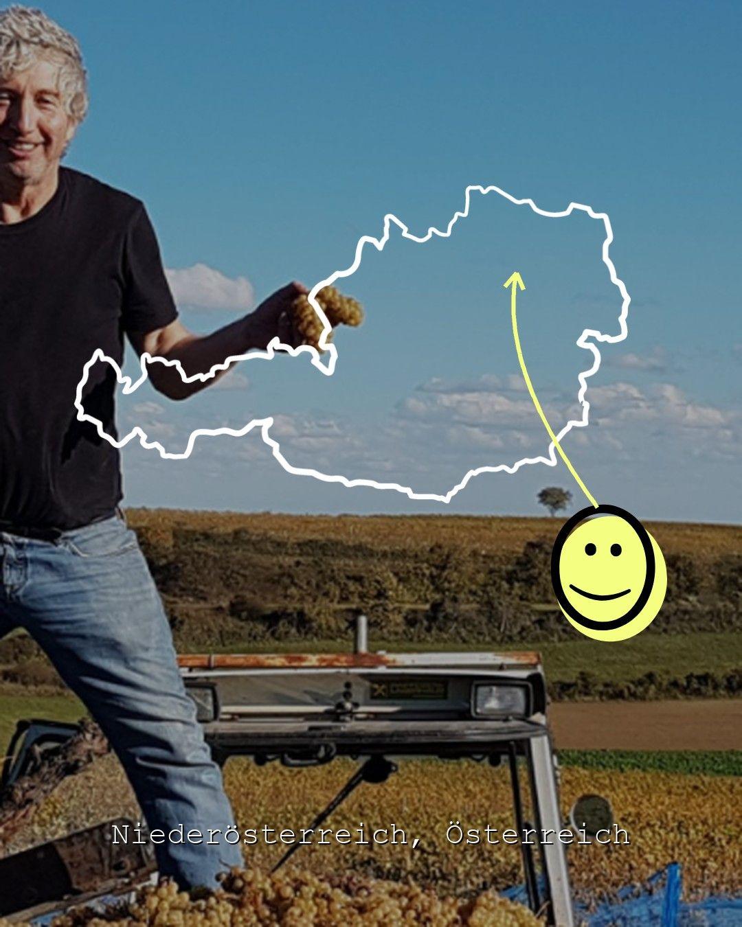 Vingårdslandskap i Niederösterreich, foto från Weinrieder