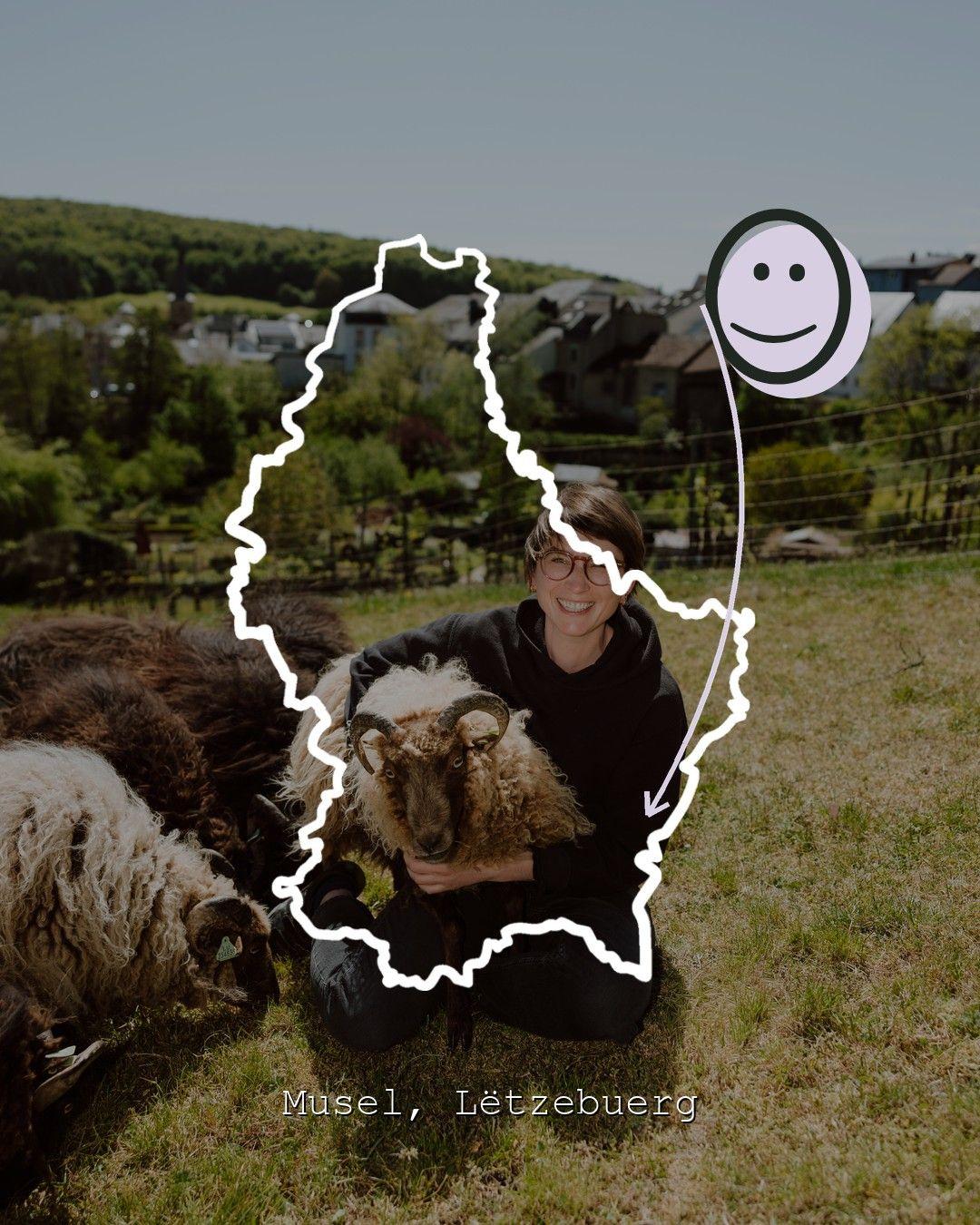 Vingårdslandskap i Musel, foto från Domaine Viticole Häremillen
