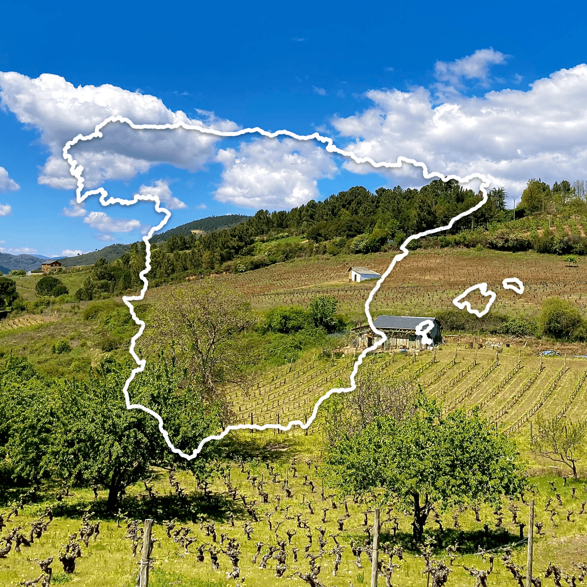 Old bush vines on green hillsides in northern Spain