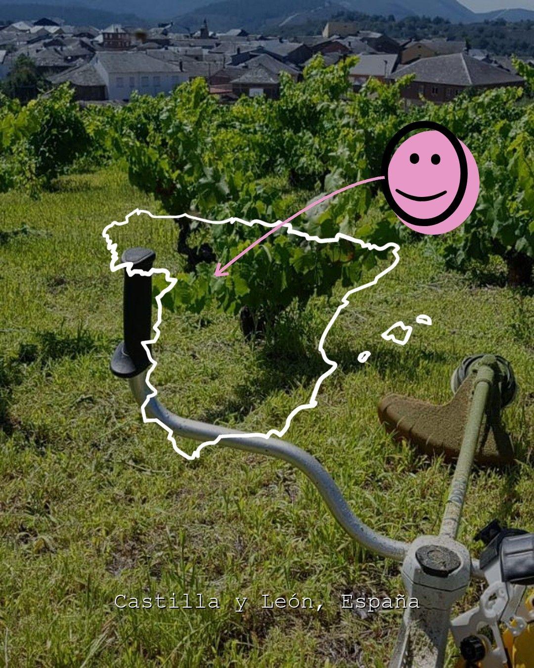 Vineyard landscape in Castilla y León, photo from Banzao - Valle del Ancares