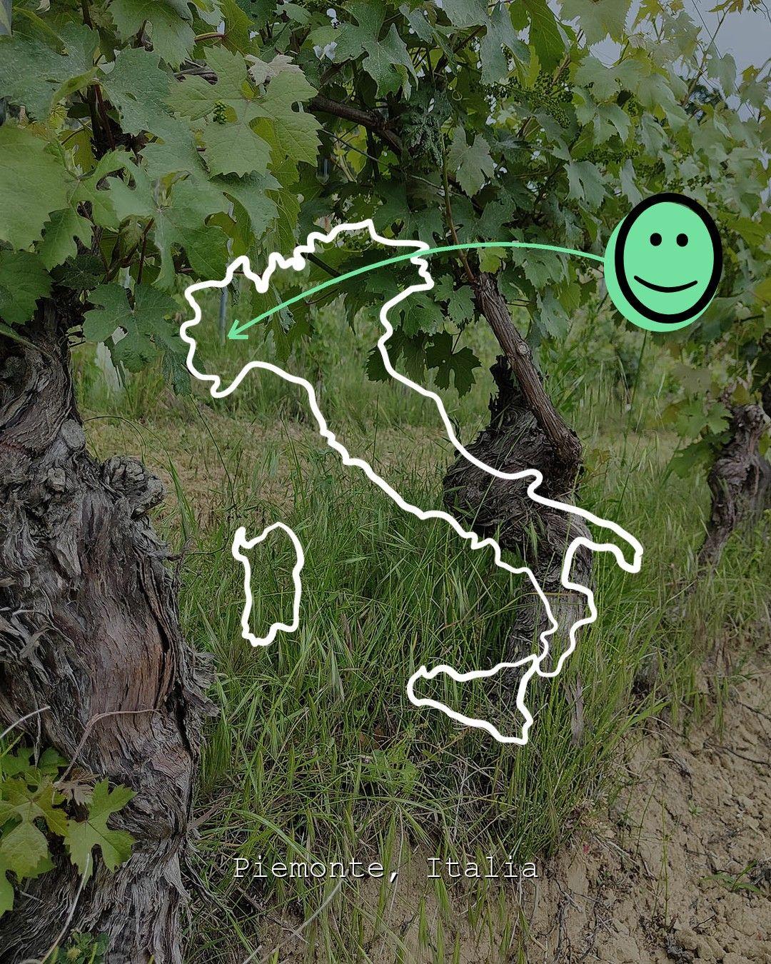 Vineyard landscape in Piemonte, photo from Quila