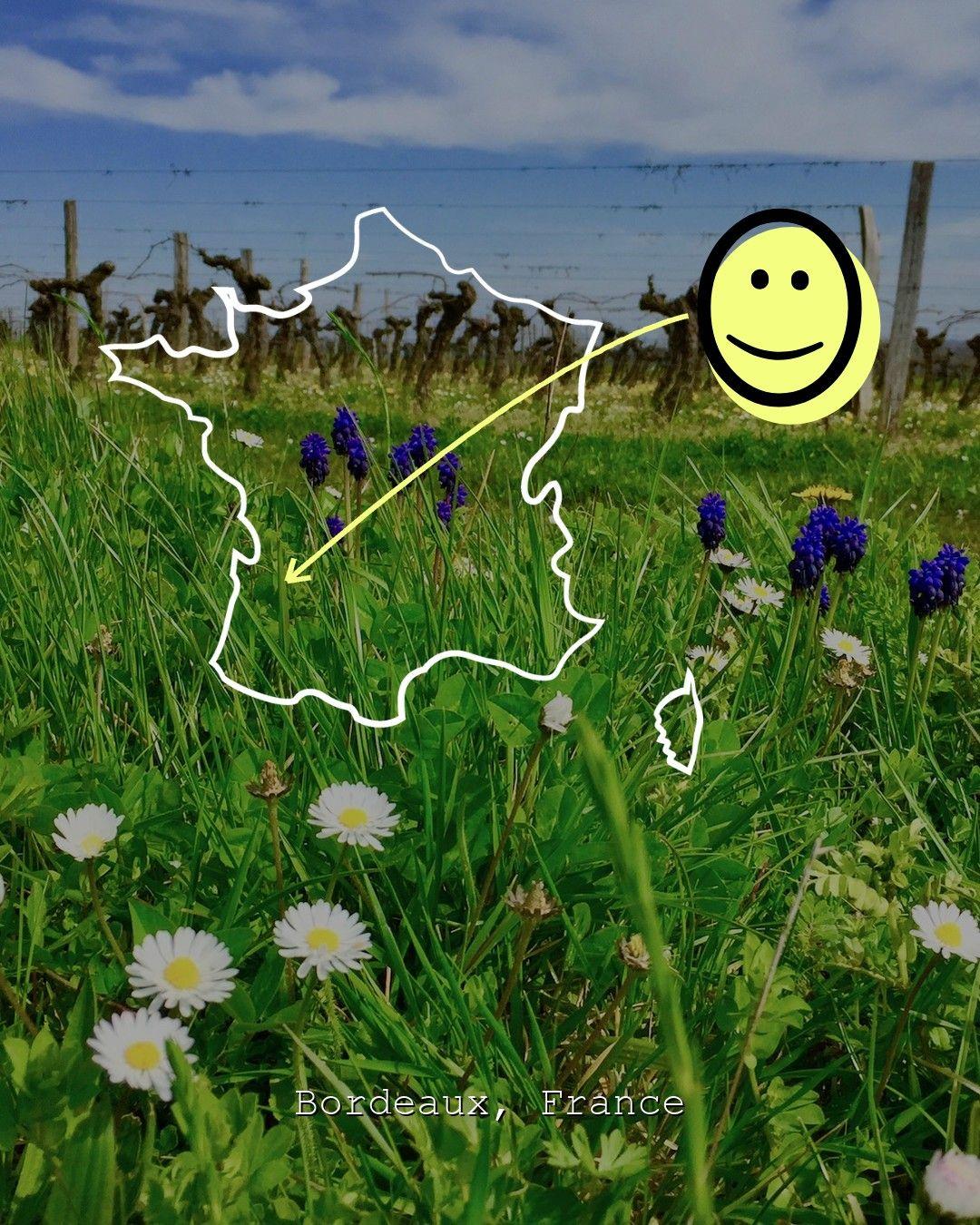 Vineyard landscape in Bordeaux, photo from Domaine La Tourbeille
