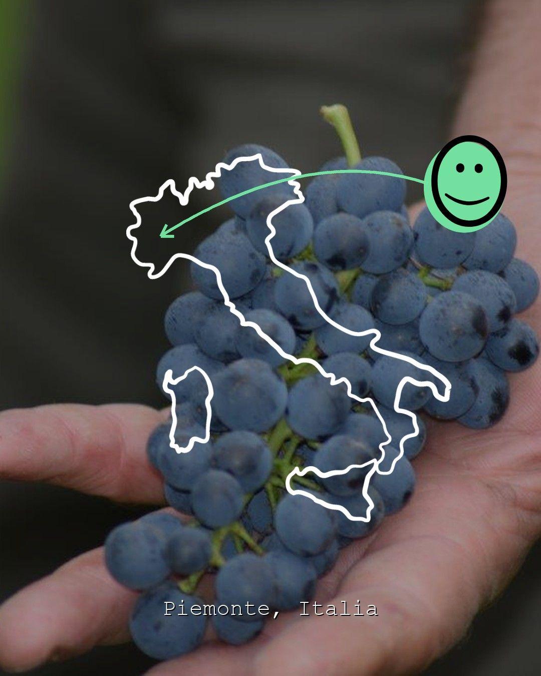 Vingårdslandskap i Piemonte, foto från L'Armangia az. Agricola