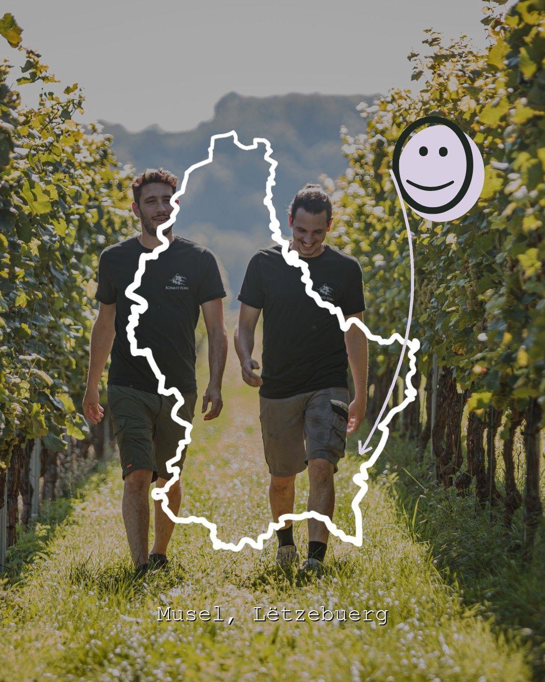Vingårdslandskap i Musel, foto från Maison Viticole Schmit-Fohl