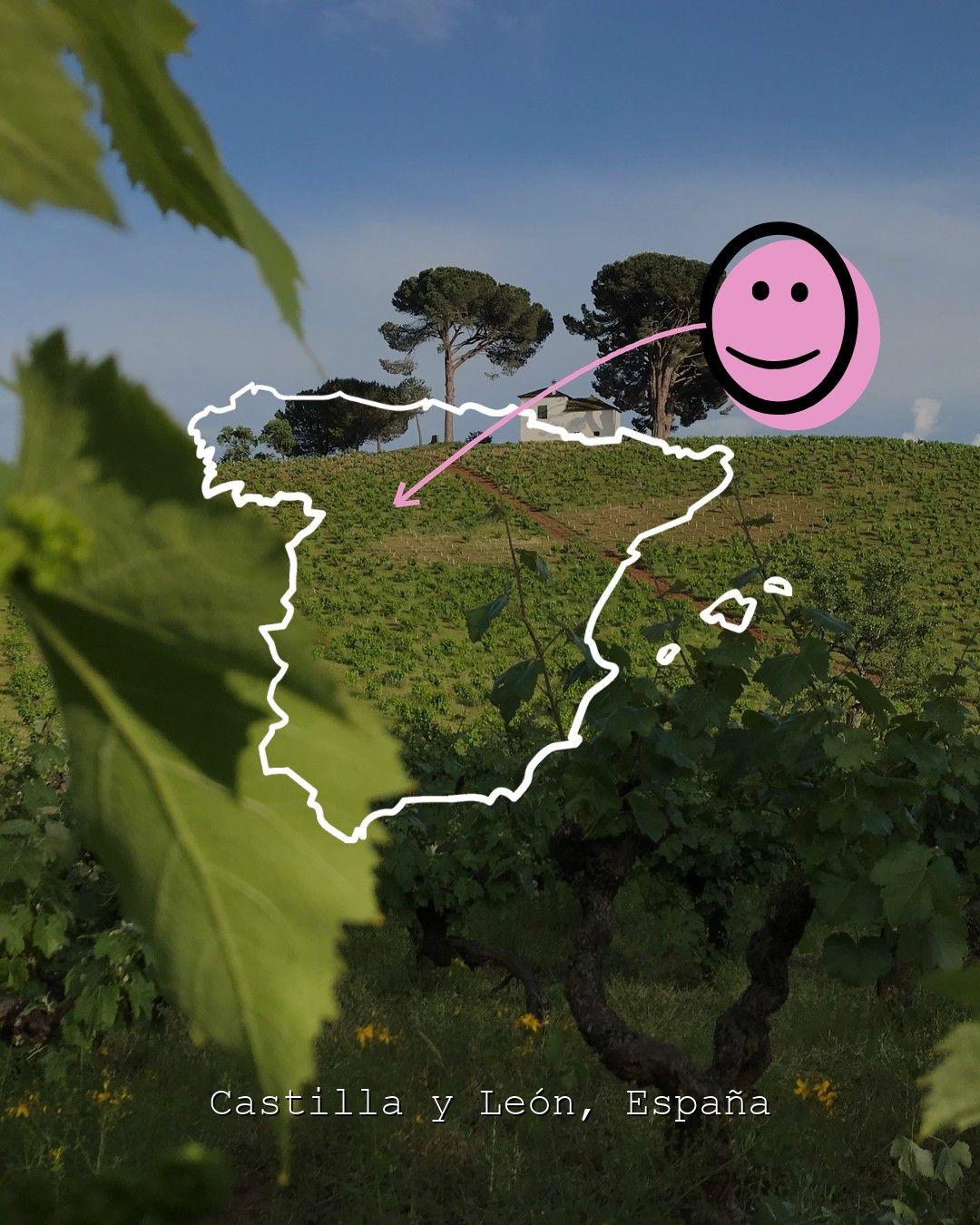 Vineyard landscape in Castilla y León, photo from Cantariña