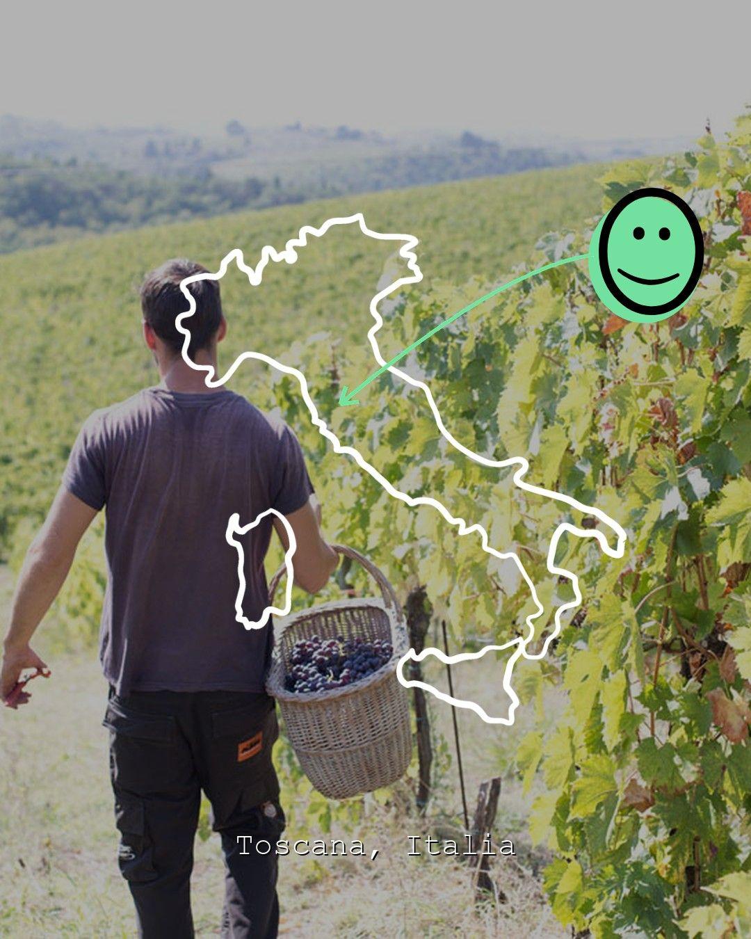 Vingårdslandskap i Toscana, foto från Terre di Perseto