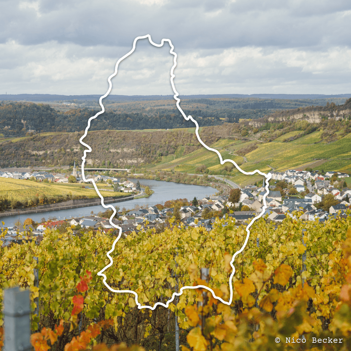Autumn vineyards above the Moselle river valley, Luxembourg