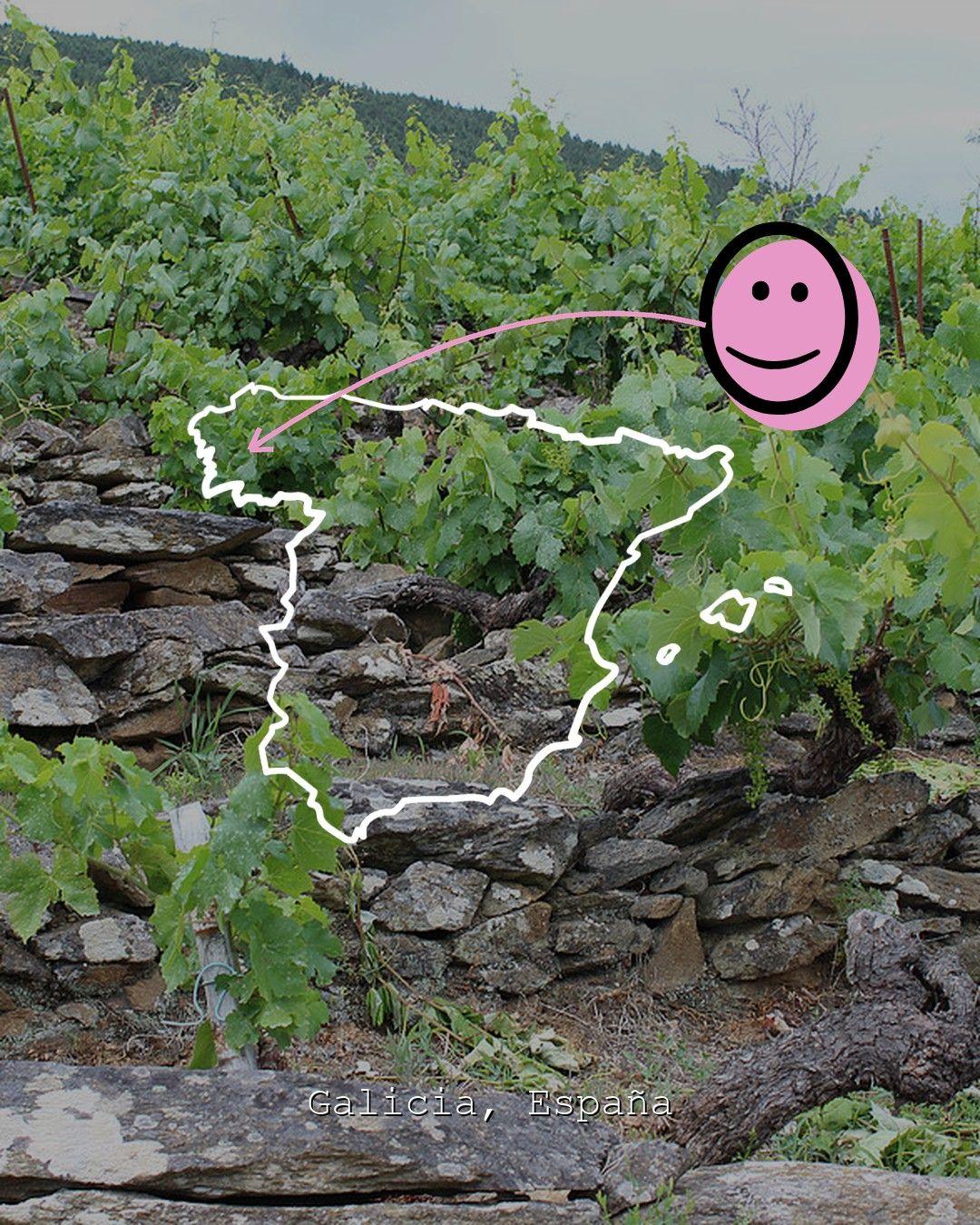 Vingårdslandskap i Galicia, foto från Atlantic Galician Wineries