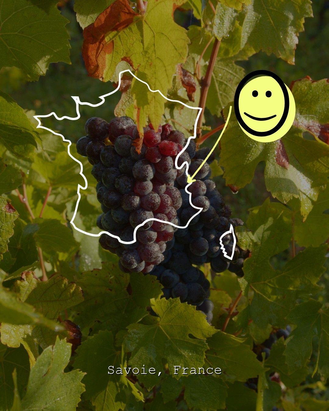 Vineyard landscape in Savoie, photo from Domaine La Dentelle