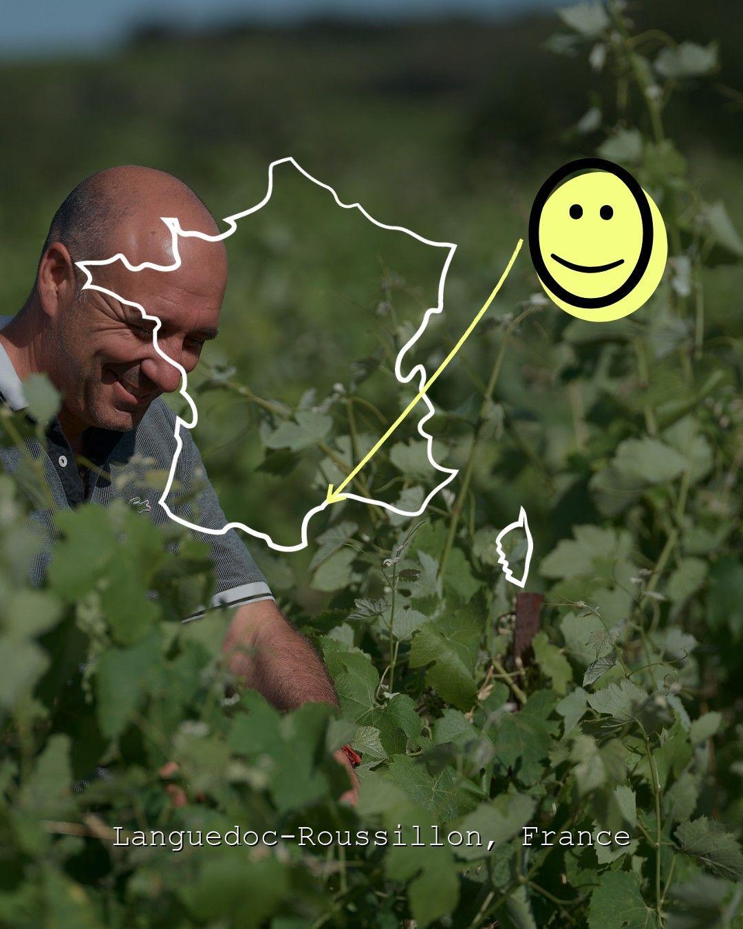 Vingårdslandskap i Languedoc-Roussillon, foto från Marawine