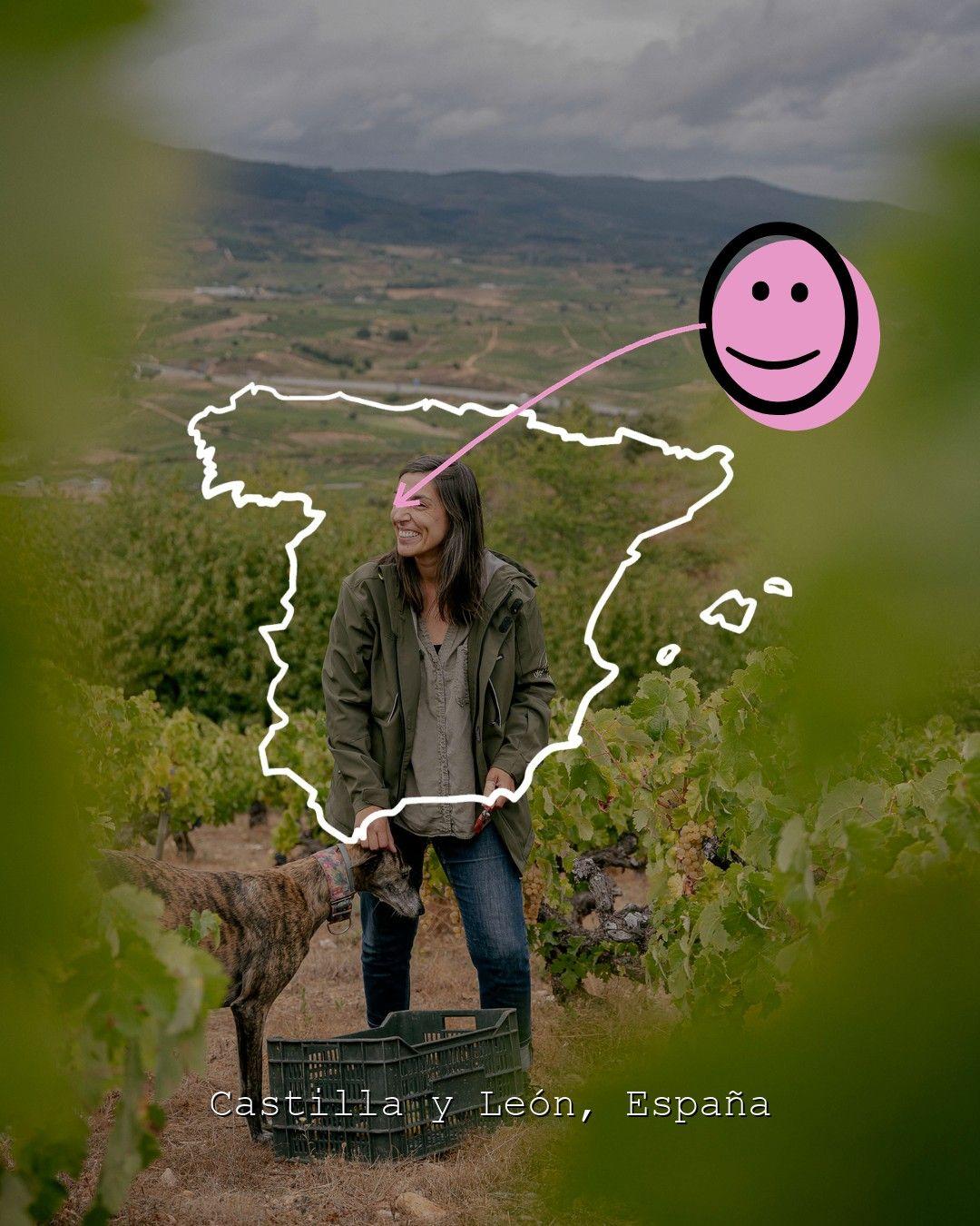 Vingårdslandskap i Castilla y León, foto från Olga Verde Viñadora