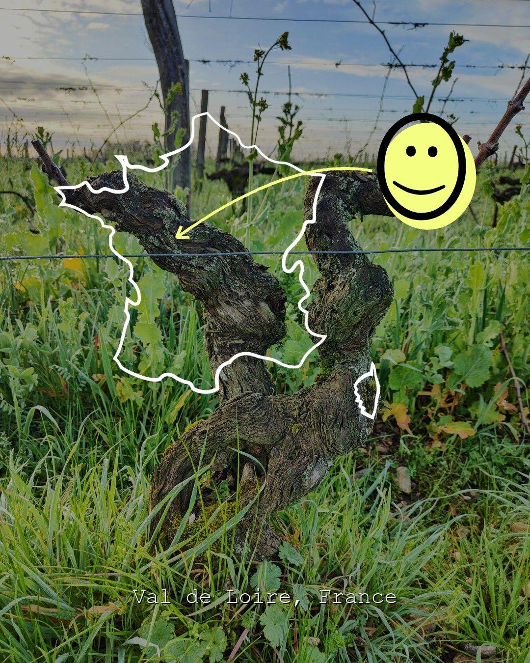 Vingårdslandskap i Val de Loire, foto från Domaine des Caviers