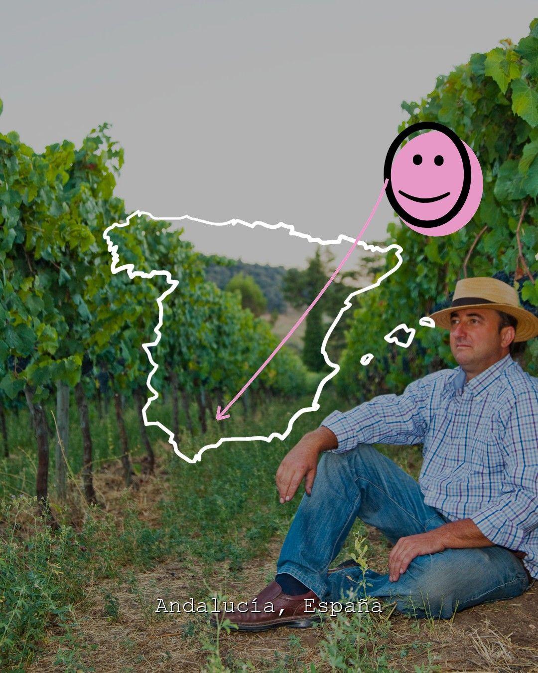 Vingårdslandskap i Andalucía, foto från Bodega F. Schatz