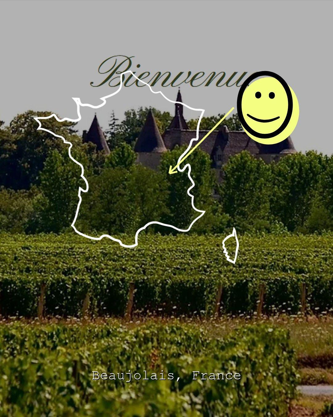 Vingårdslandskap i Beaujolais, foto från Domaine de la Paillardière