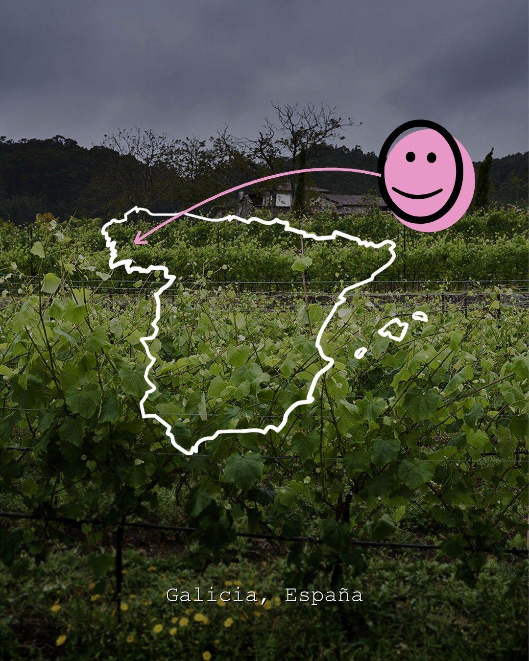 Vingårdslandskap i Galicia, foto från Bodegas Pentecostes