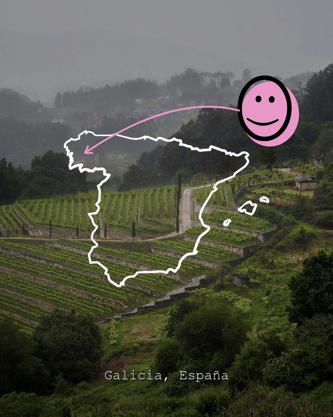 Vingårdslandskap i Galicia, foto från Bodegas Pentecostes