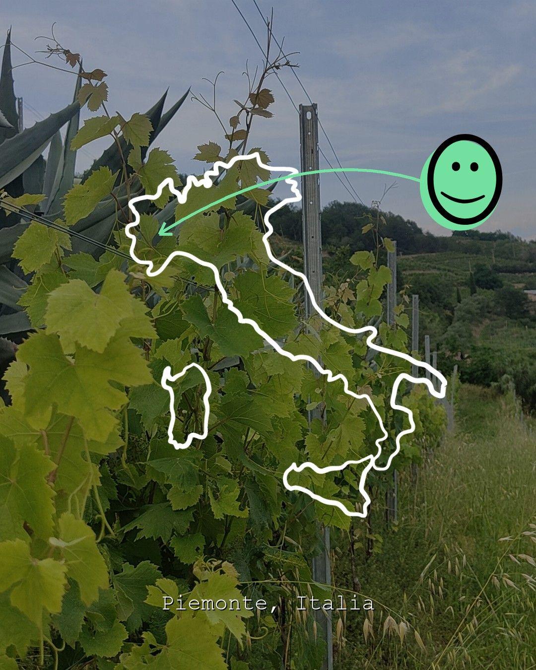 Vingårdslandskap i Piemonte, foto från Quila