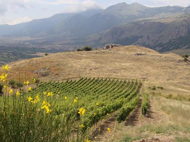 winery