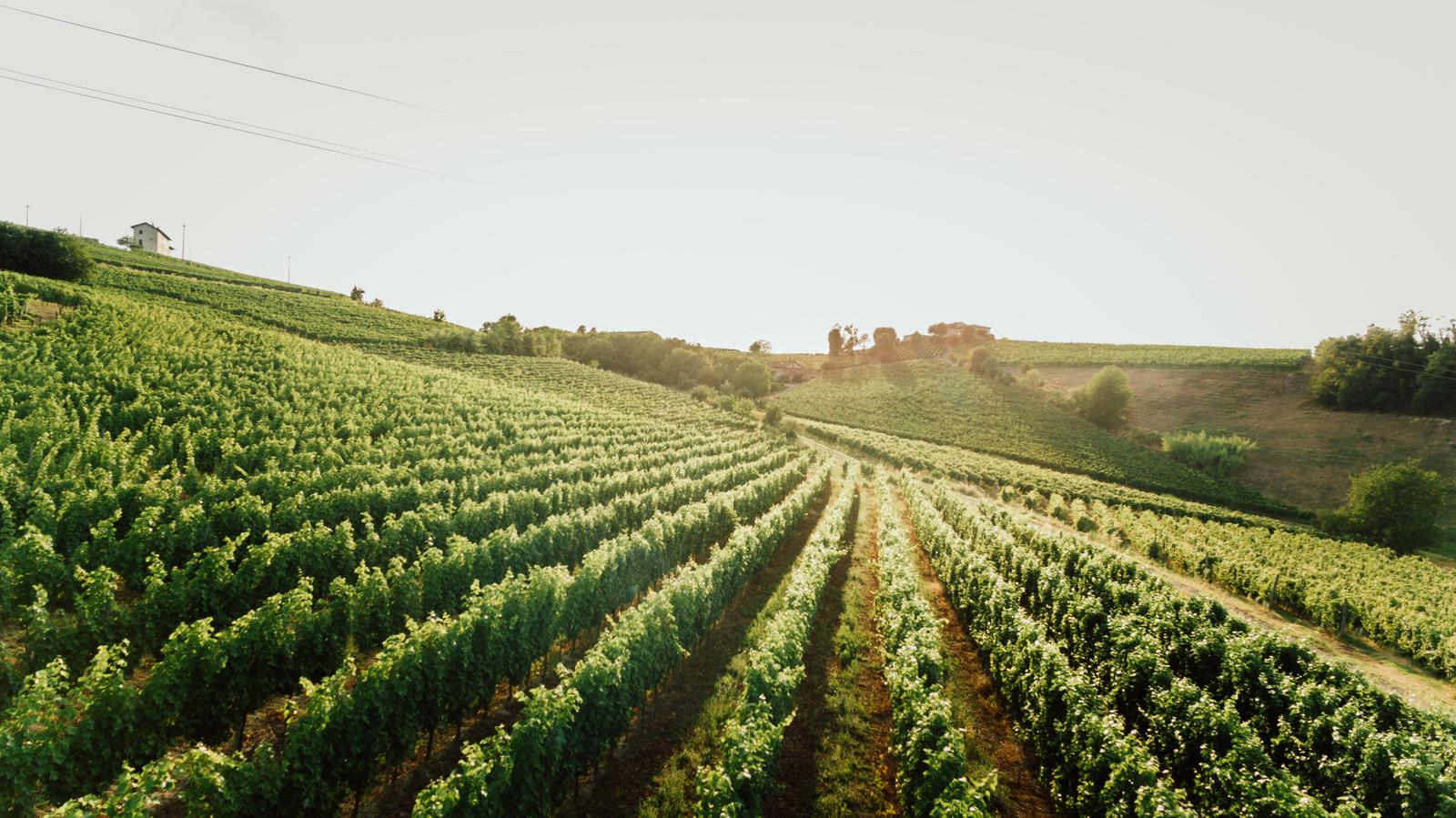 winery
