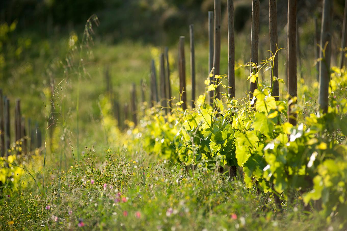 winery