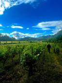 MARAWINE