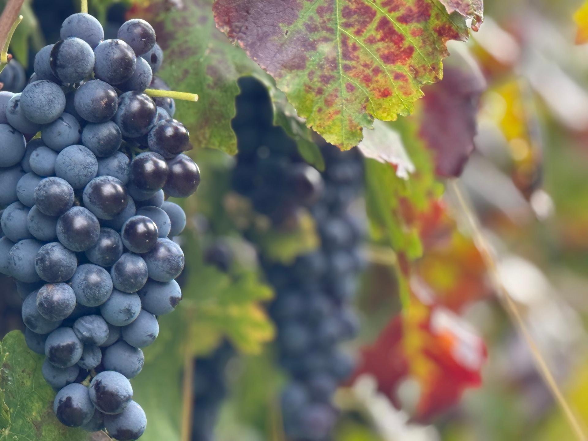 Main winery image