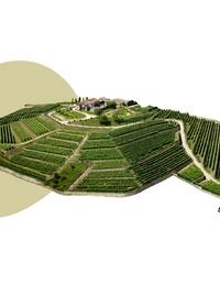 BODEGAS PENTECOSTES