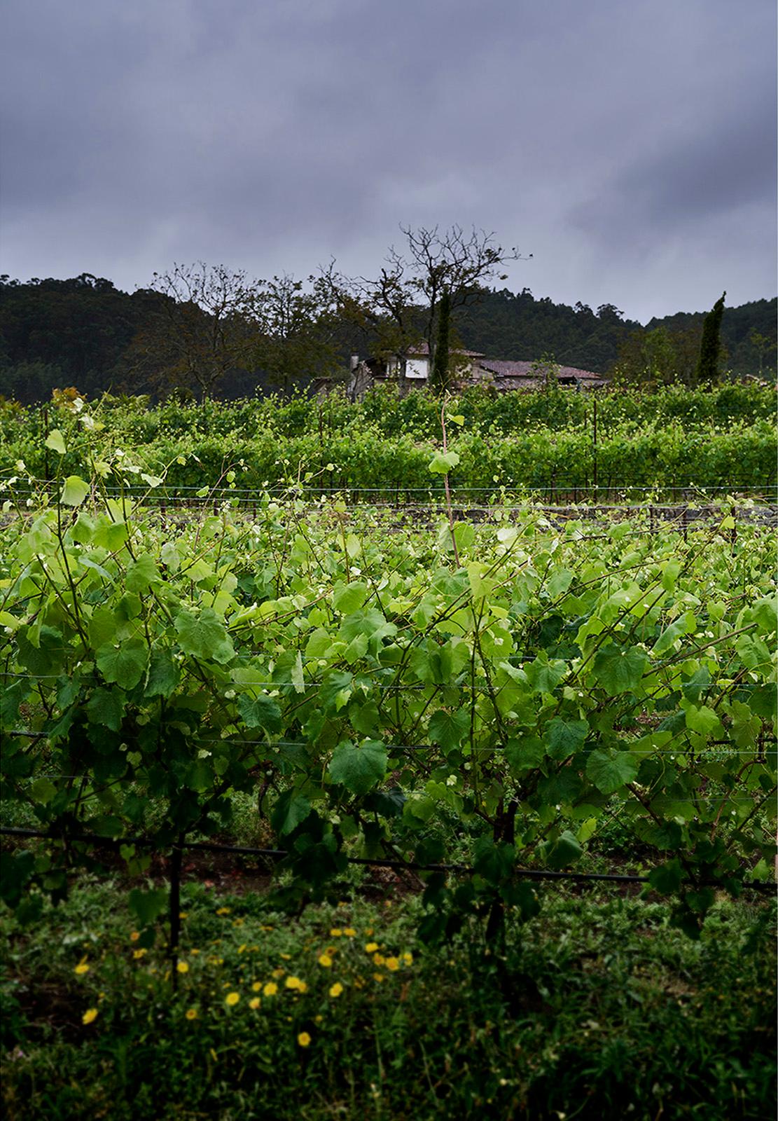 Winery gallery image 3