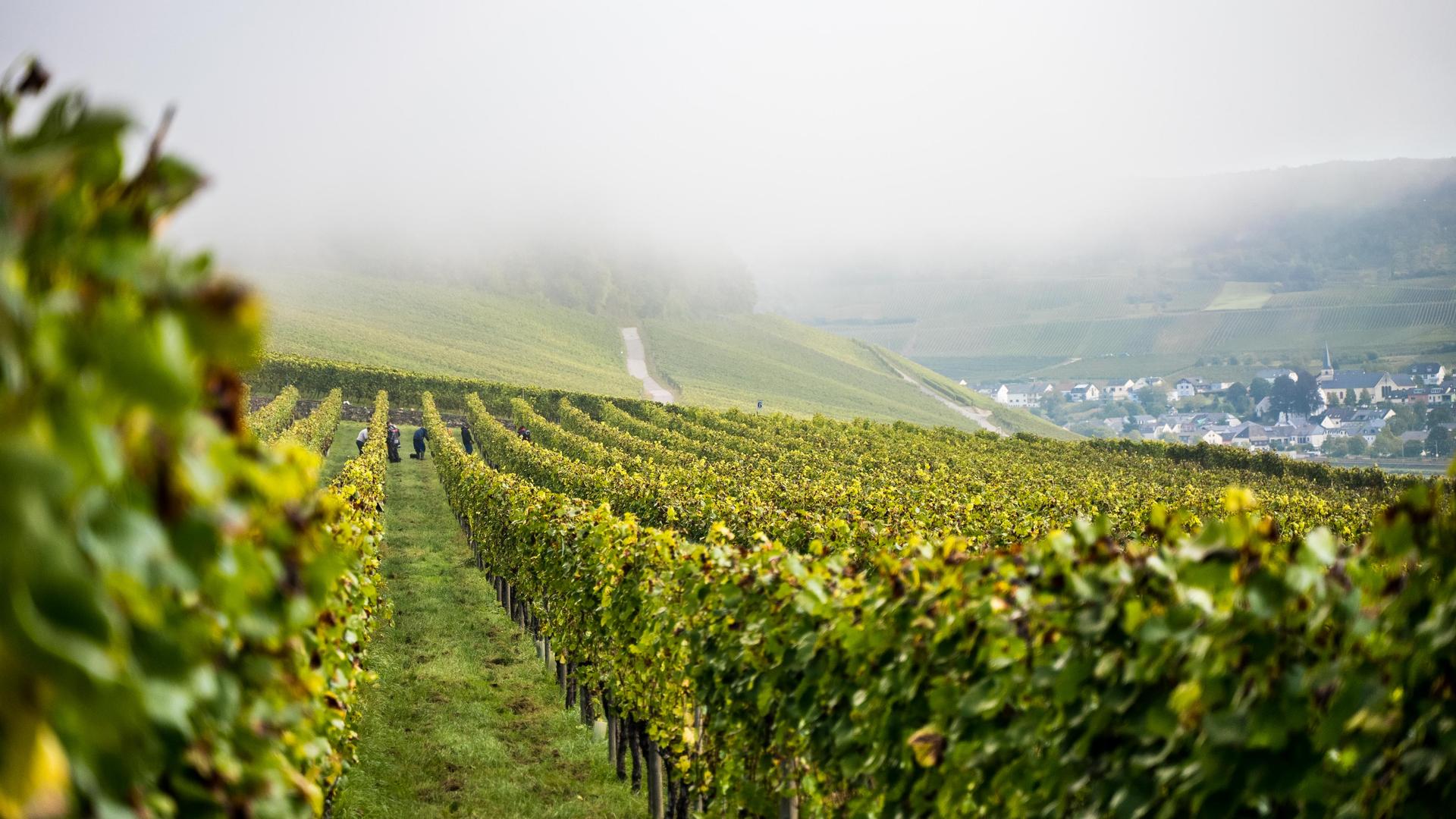 Main winery image